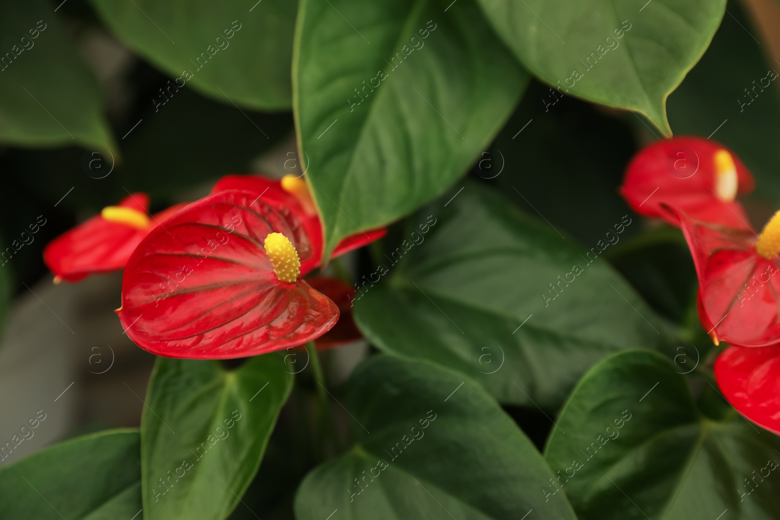 Photo of Beautiful blooming red anthurium plants, above view