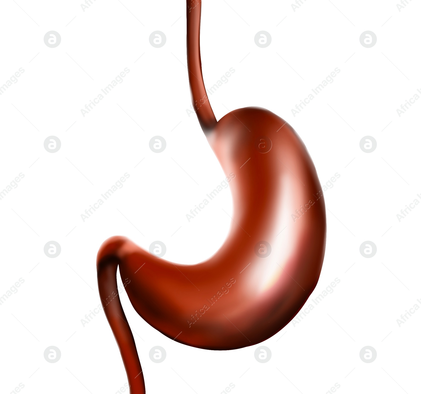 Illustration of  stomach on white background. Gastroenterology