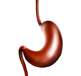 Illustration of  stomach on white background. Gastroenterology