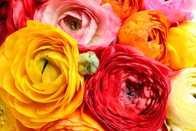 Beautiful fresh ranunculus flowers as background, closeup