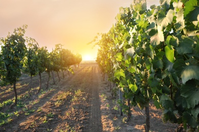 Photo of Beautiful view of vineyard with ripening grapes