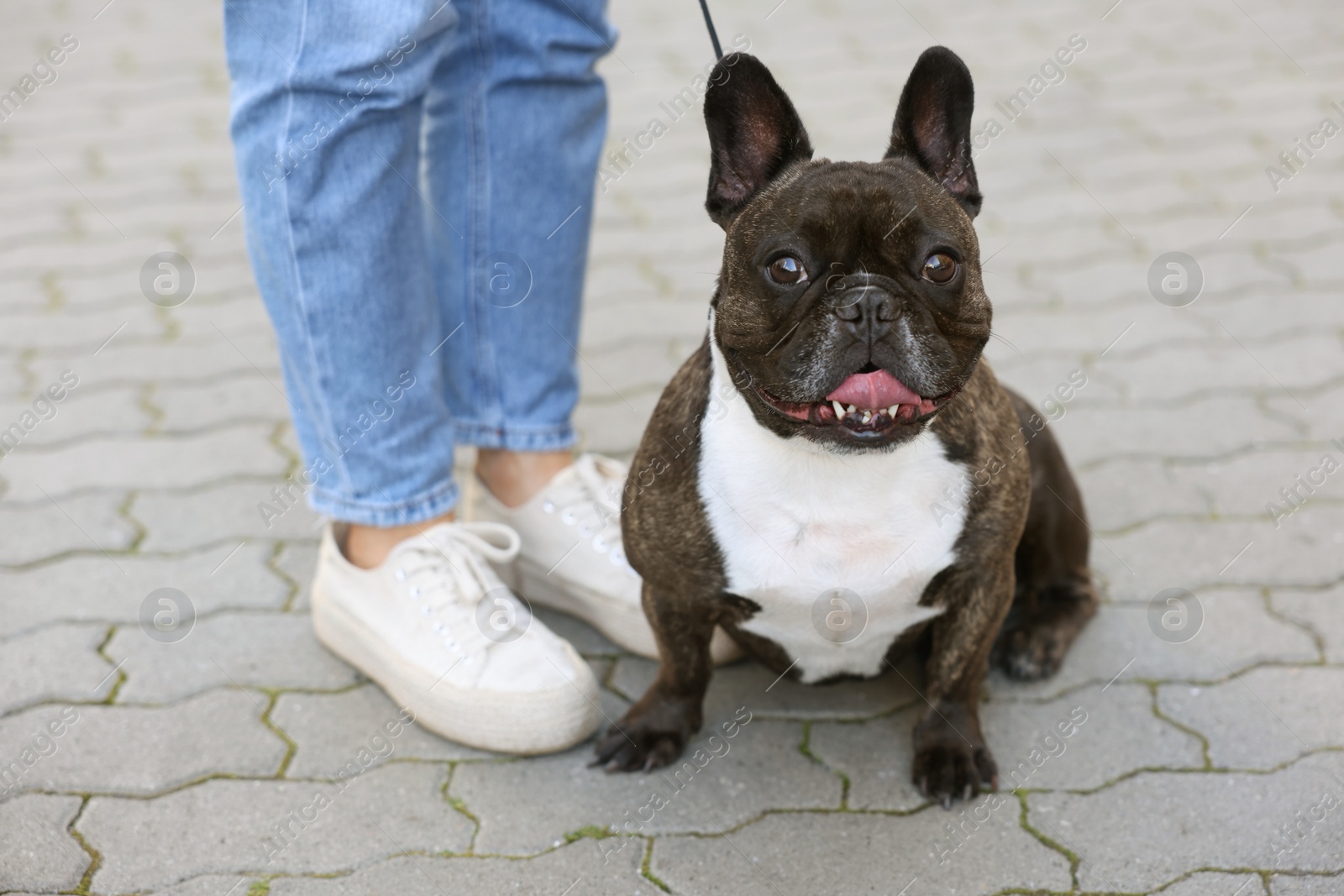 Photo of Woman walking with cute French Bulldog outdoors, closeup