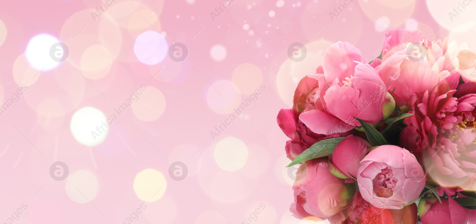 Image of Bouquet of beautiful peonies on pink background, space for text. Banner design