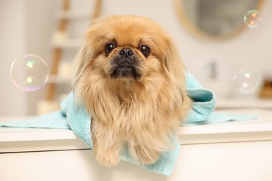 Cute Pekingese dog with towel and bubbles in bathroom. Pet hygiene