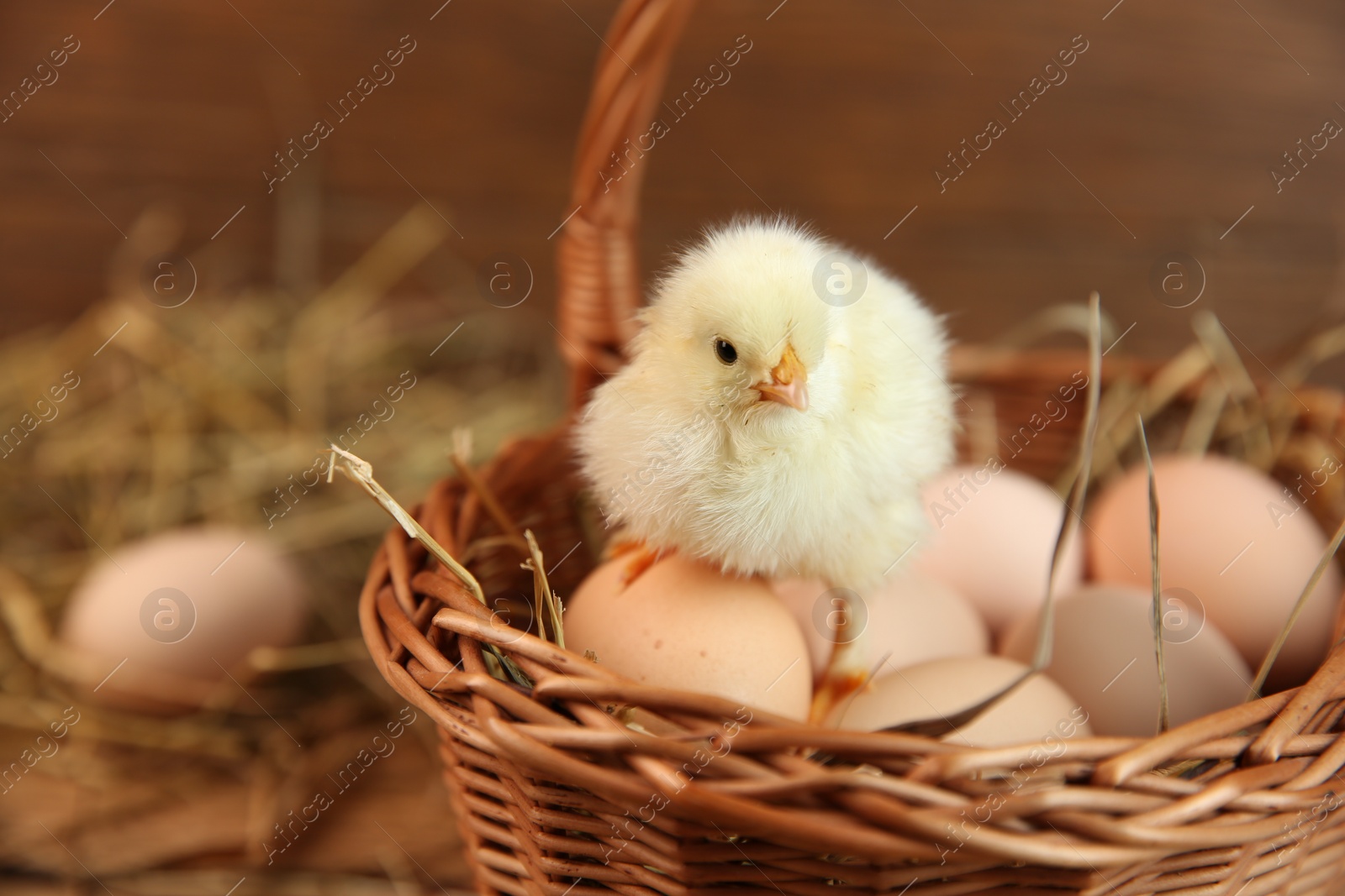 Photo of Cute chick and eggs in wicker basket on blurred background. Baby animal