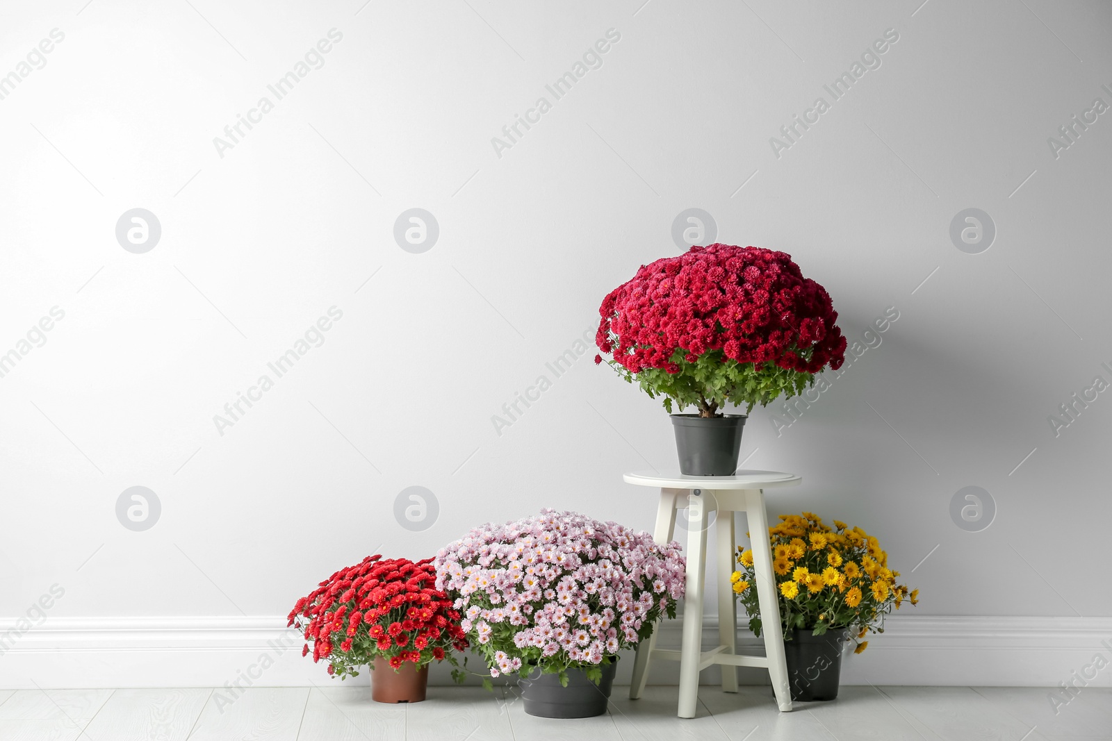 Photo of Beautiful composition with chrysanthemum flowers near white wall. Space for text