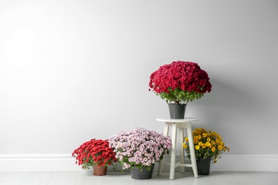 Photo of Beautiful composition with chrysanthemum flowers near white wall. Space for text