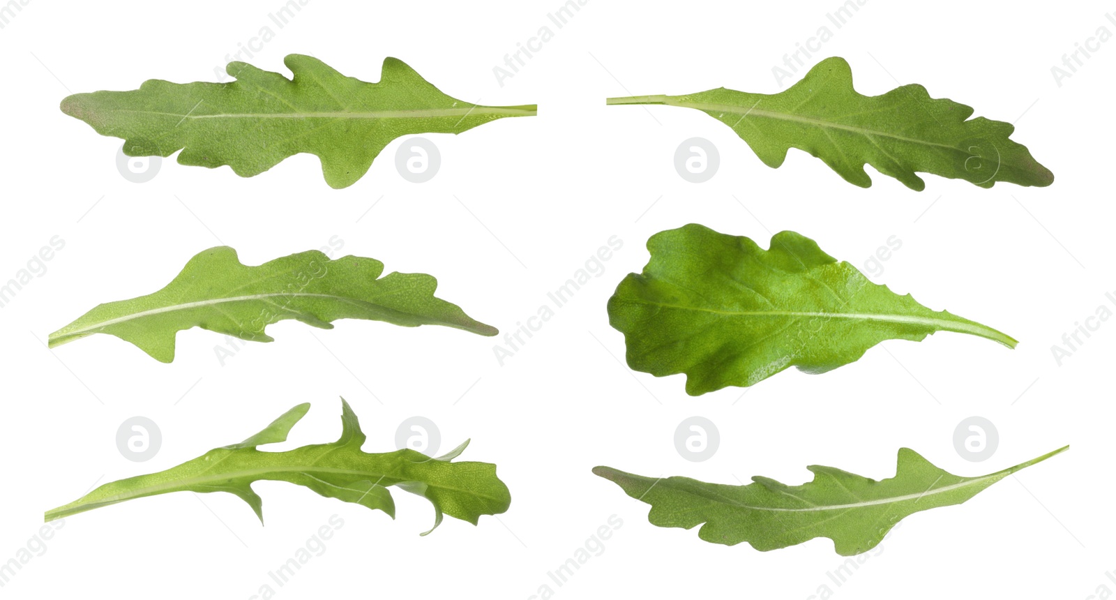 Image of Set of green arugula leaves on white background. Banner design