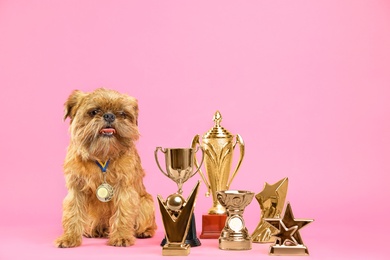 Photo of Cute Brussels Griffon dog with champion trophies and medal on pink background