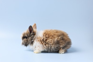 Cute little rabbit on light blue background