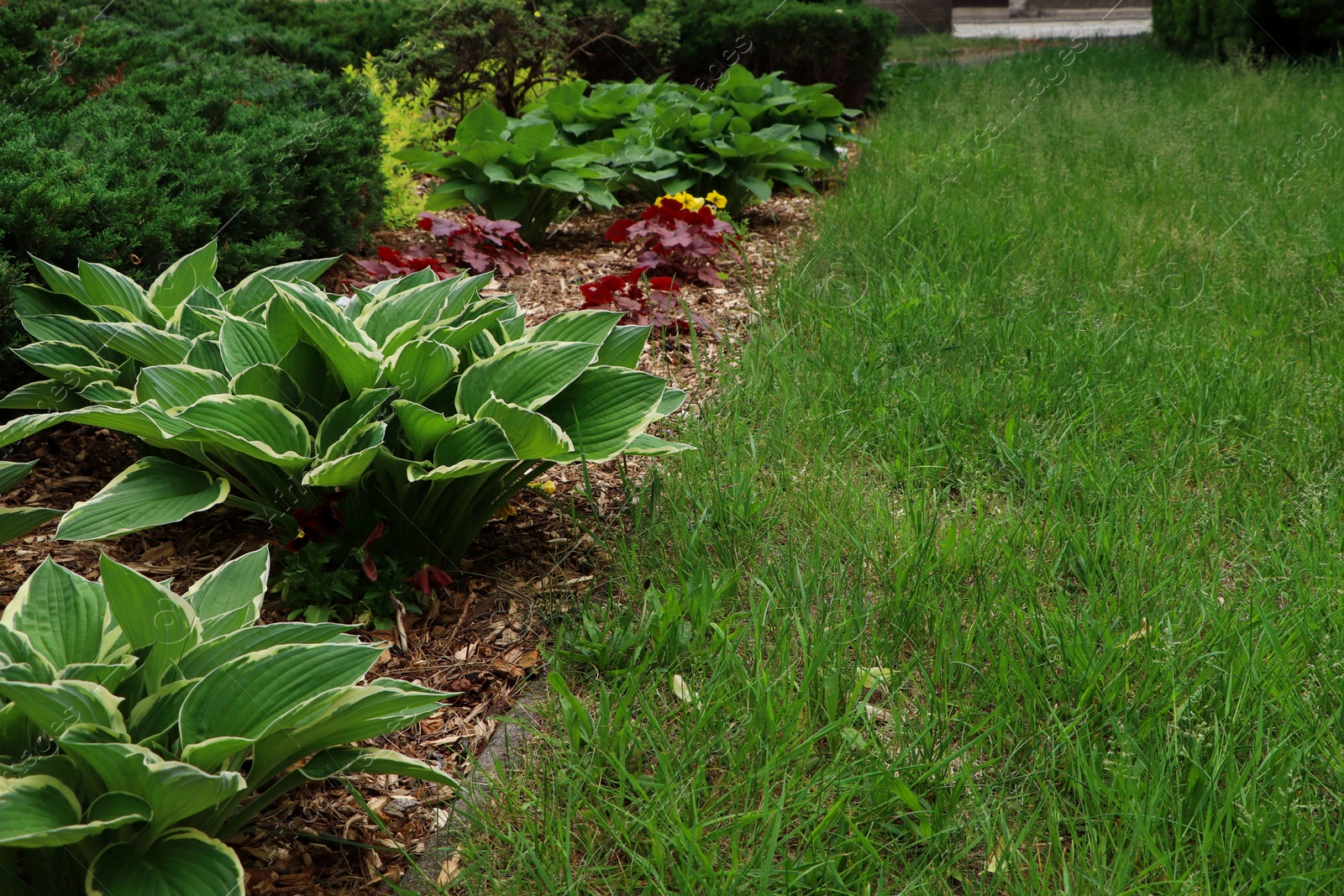 Photo of Many different beautiful plants outdoors. Gardening and landscaping