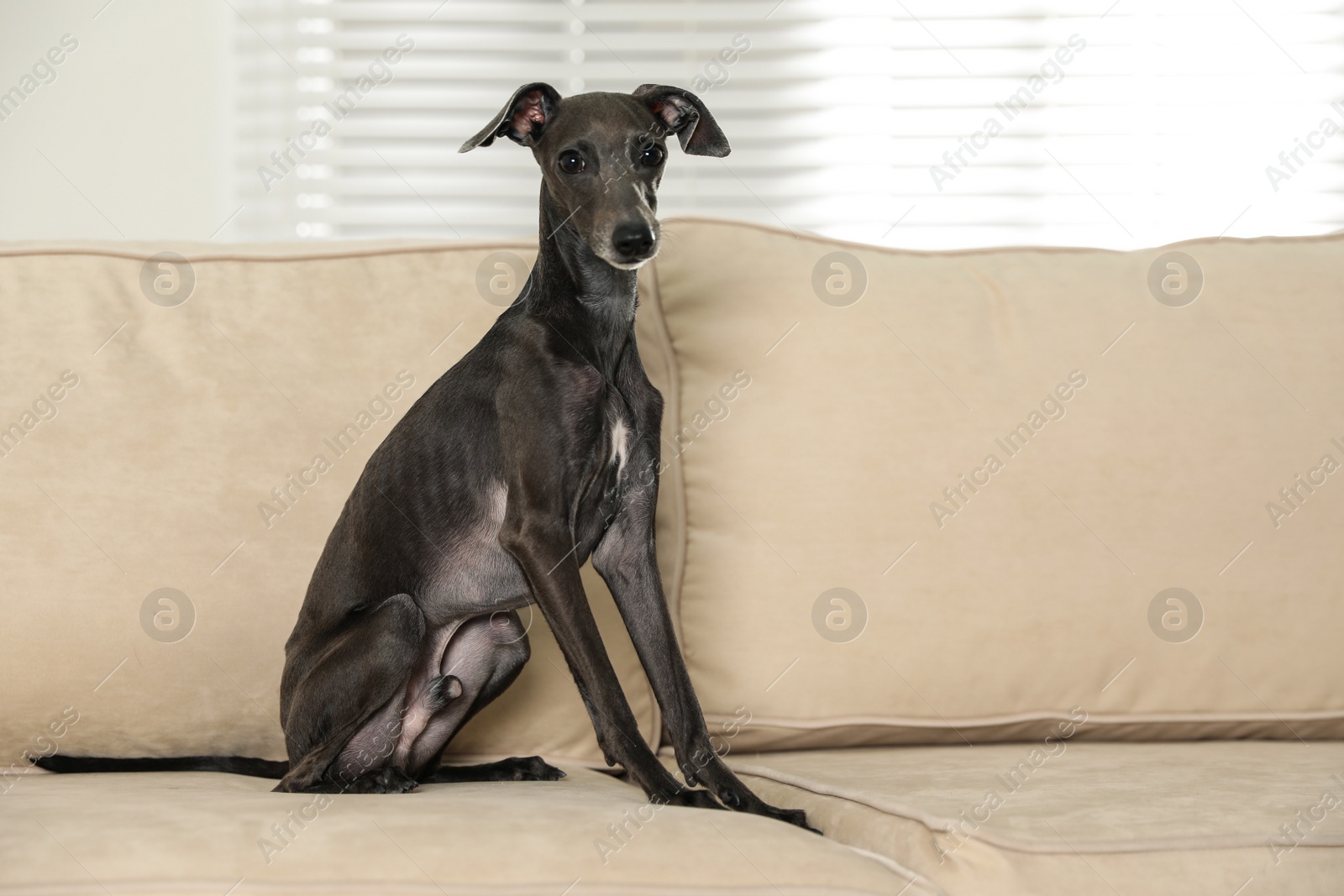 Photo of Italian Greyhound dog on sofa at home