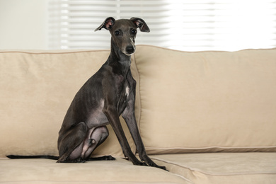 Photo of Italian Greyhound dog on sofa at home