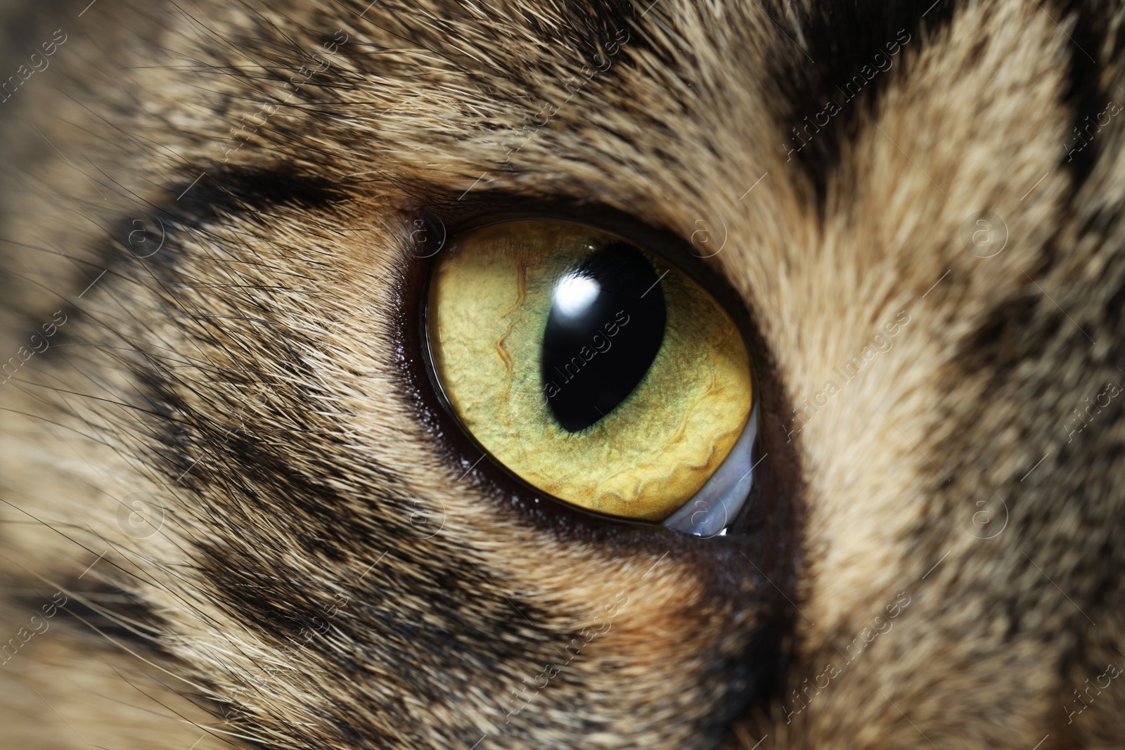 Photo of Macro photo of cat with beautiful eyes. Cute pet