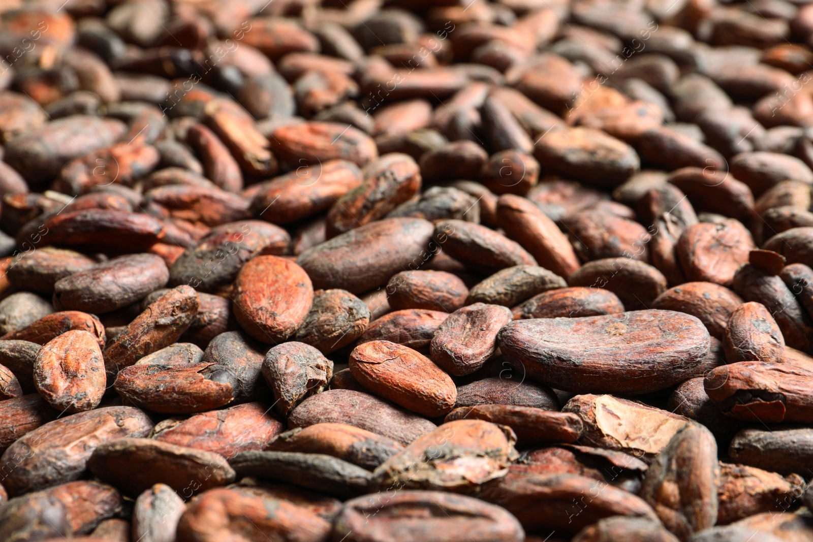 Photo of Tasty cocoa beans as background, closeup view