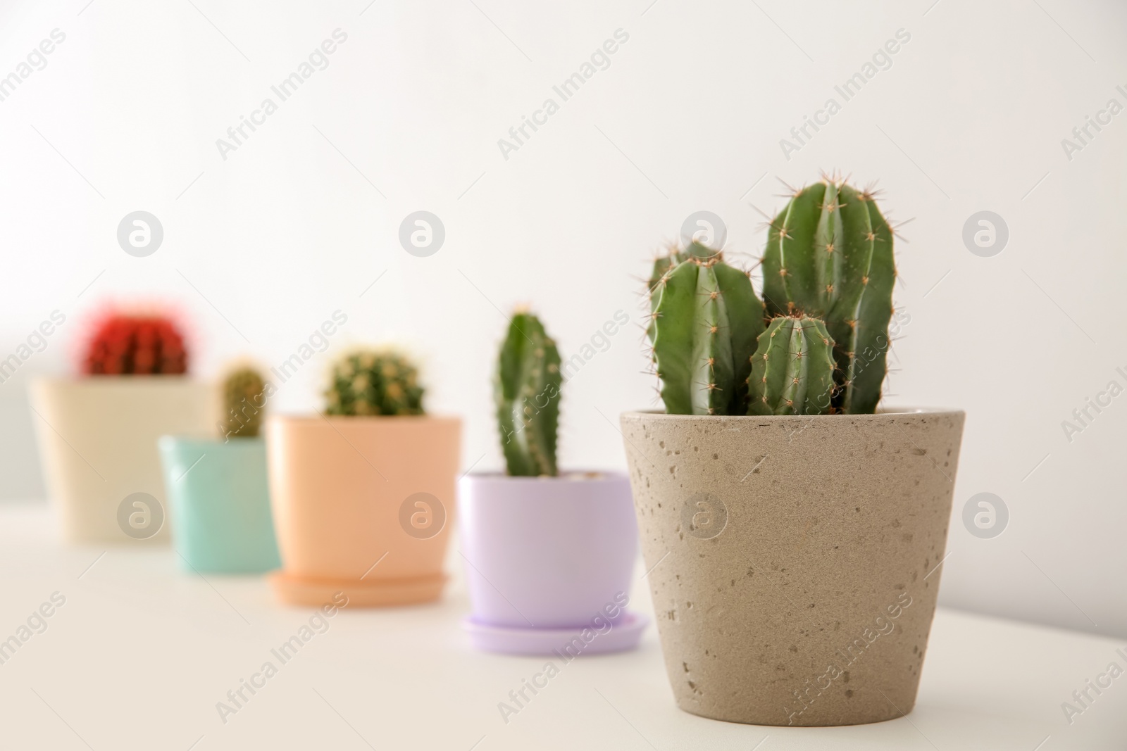 Photo of Beautiful cactus in flowerpot on white table indoors