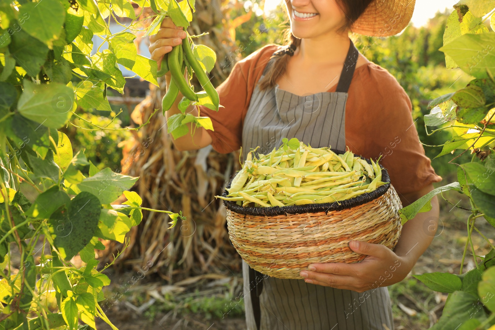 Photo of Young woman harvesting fresh green beans in garden, closeup