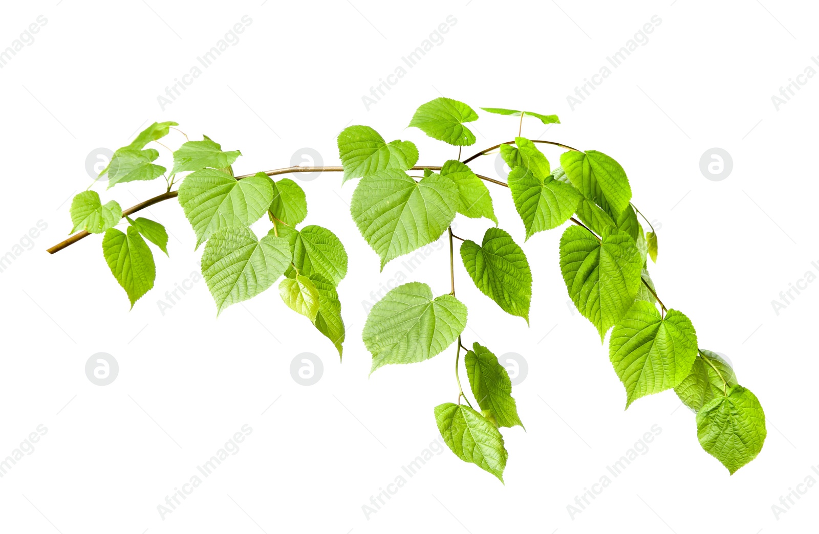 Photo of Branch of linden tree with young fresh green leaves isolated on white. Spring season