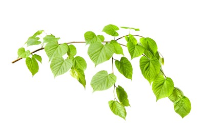 Photo of Branch of linden tree with young fresh green leaves isolated on white. Spring season