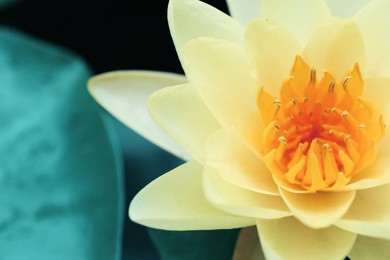 Image of Closeup view of beautiful lotus, symbolic flower in Buddhism. Indian religion 
