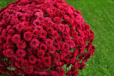 Photo of Beautiful chrysanthemum flowers on green artificial turf