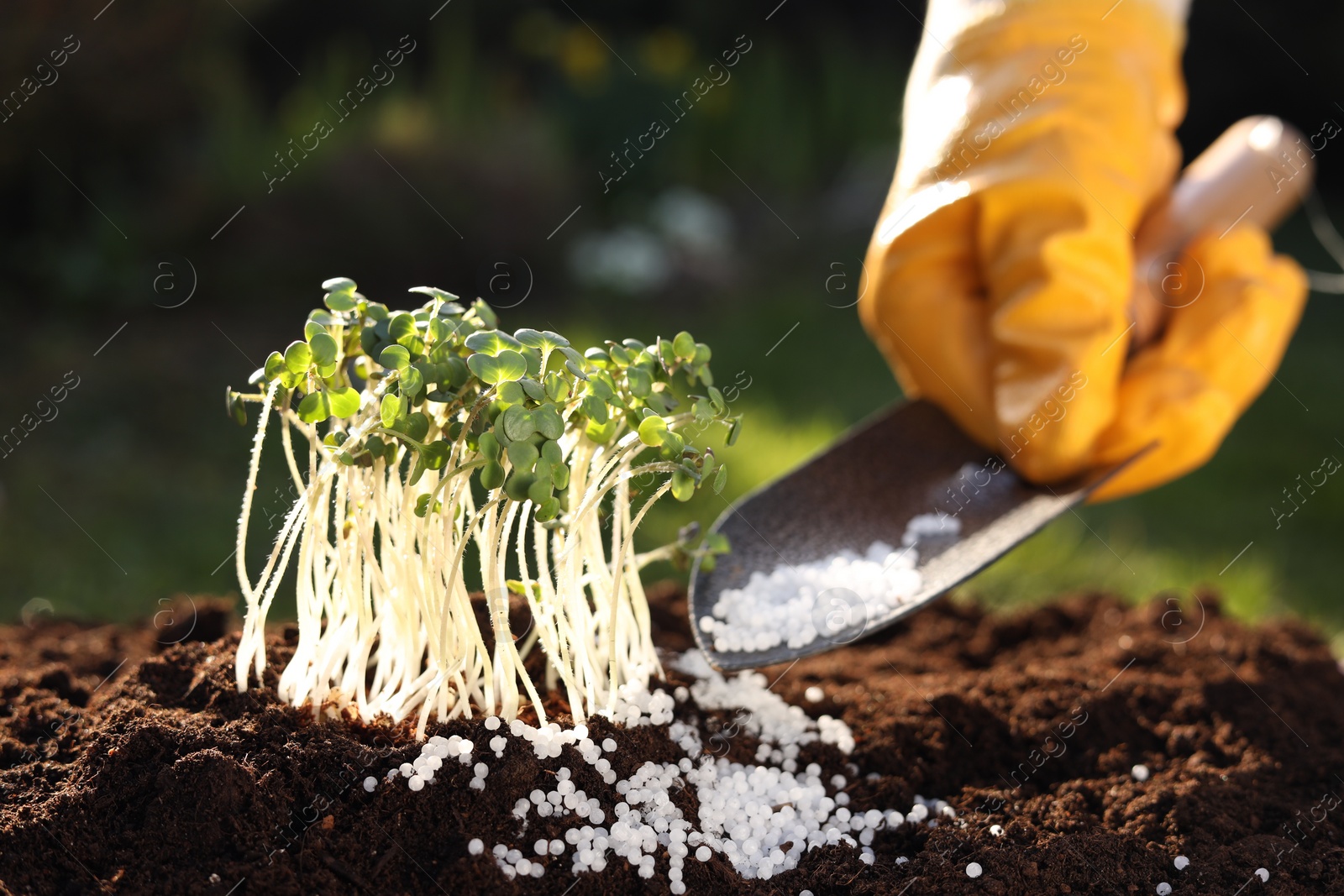 Photo of Man fertilizing soil with growing young microgreens outdoors, selective focus