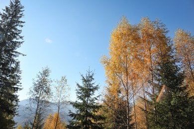 Beautiful view of forest with different trees on autumn day