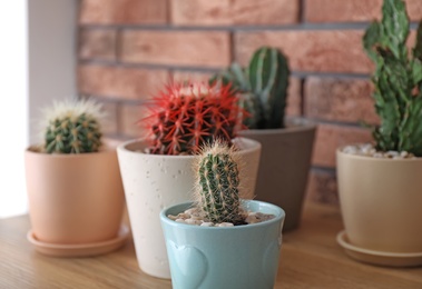 Different beautiful cacti in flowerpots on table