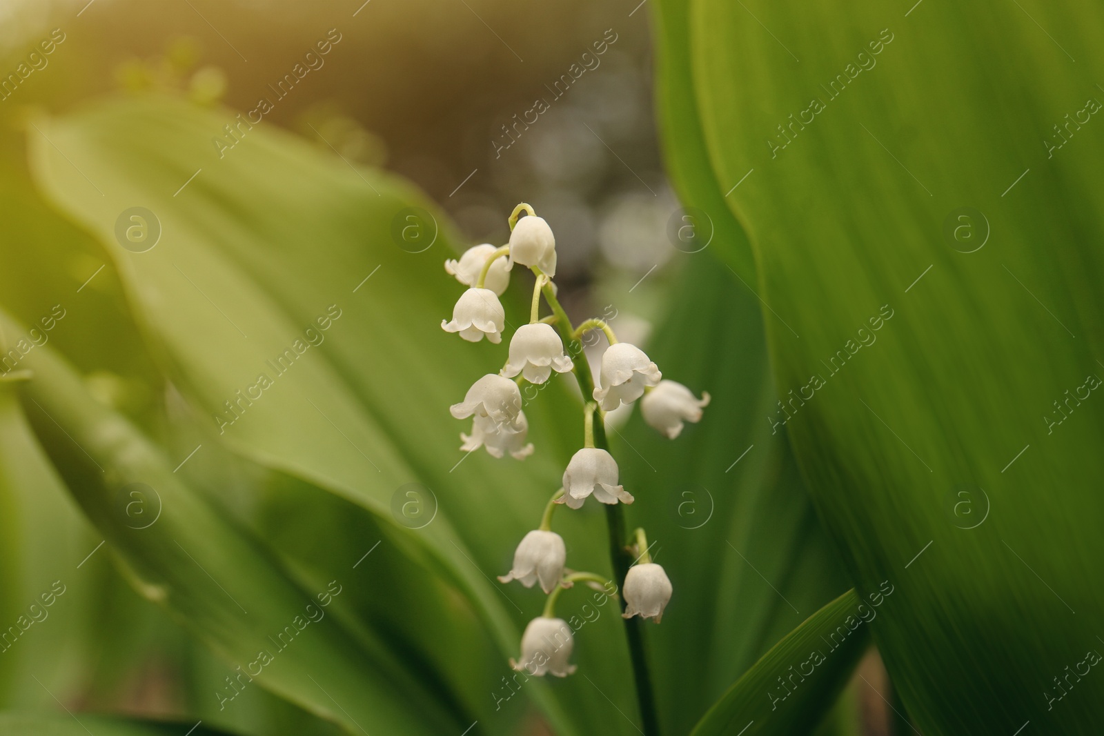 Photo of Beautiful lily of the valley flower on blurred background, closeup