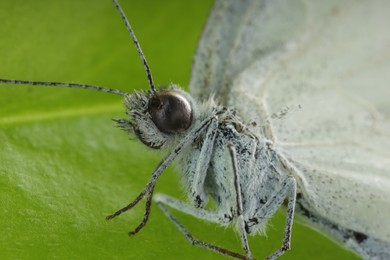 Photo of One beautiful butterfly on green leaf, macro view