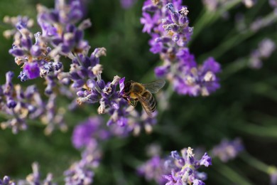 Photo of Top view of beautiful lavender flowers with bee in field, closeup