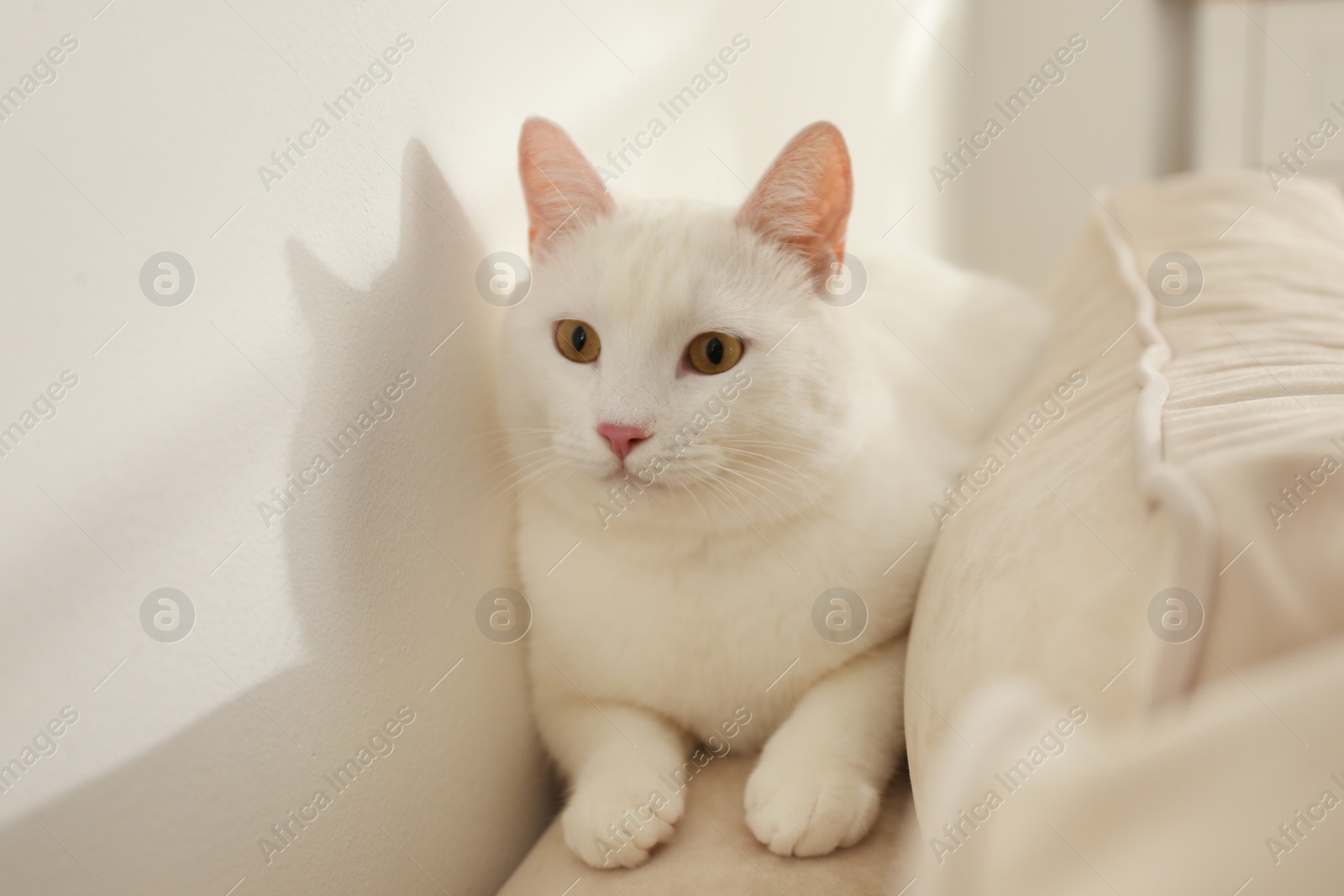 Photo of Adorable khao manee cat at home. Fluffy pet