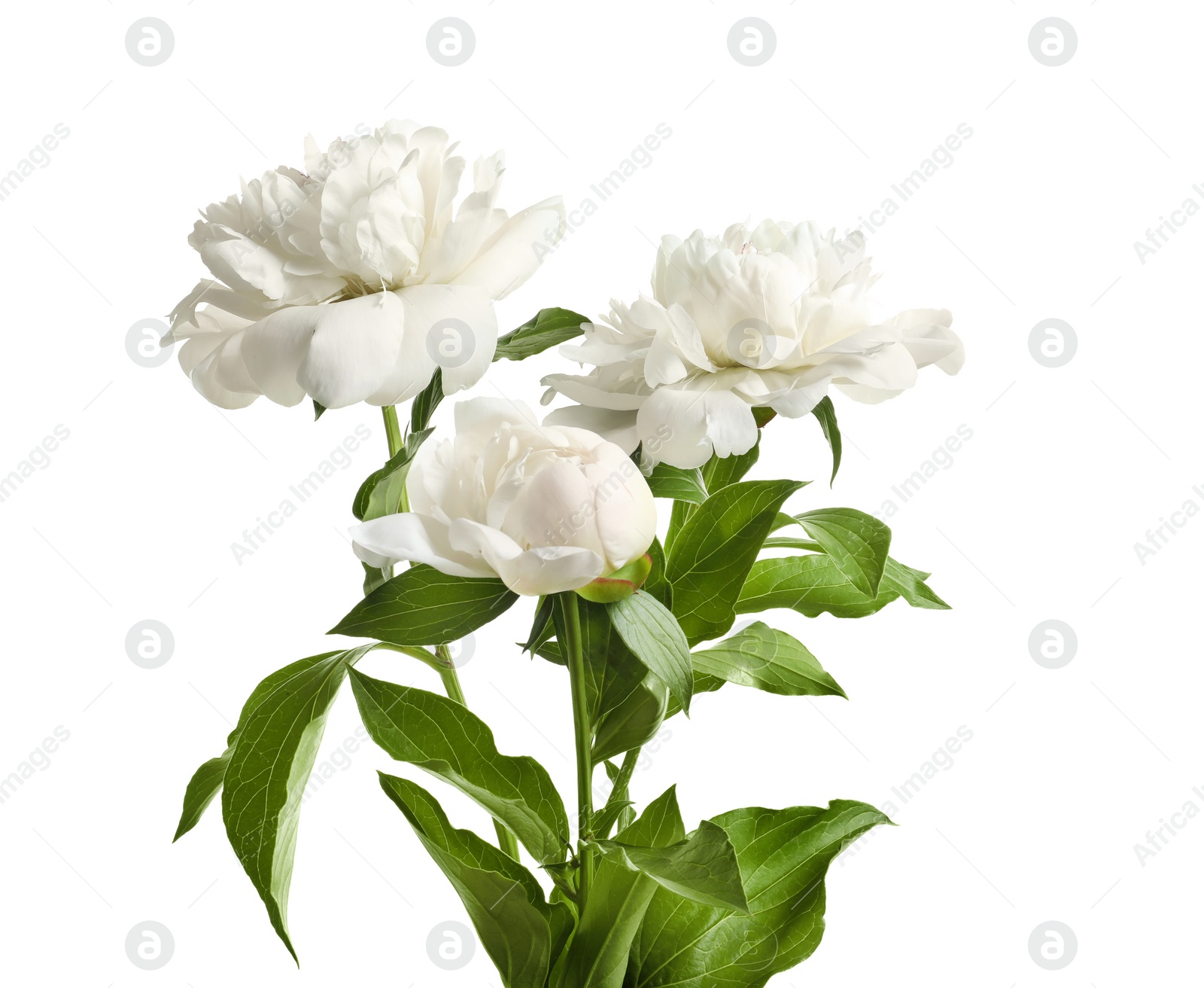 Photo of Beautiful blooming peony flowers on white background