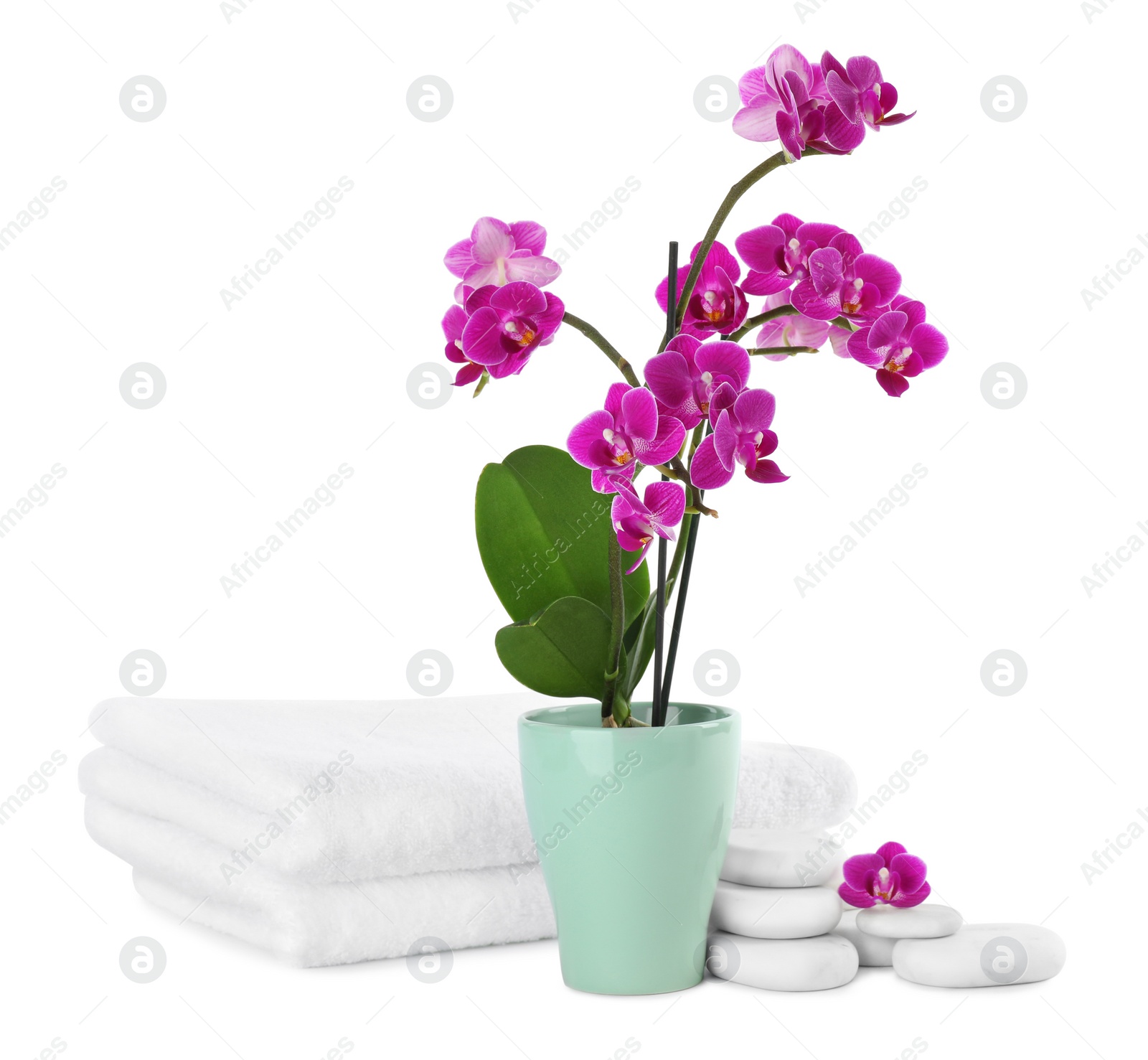 Photo of Composition with orchid in flowerpot and spa stones on white background