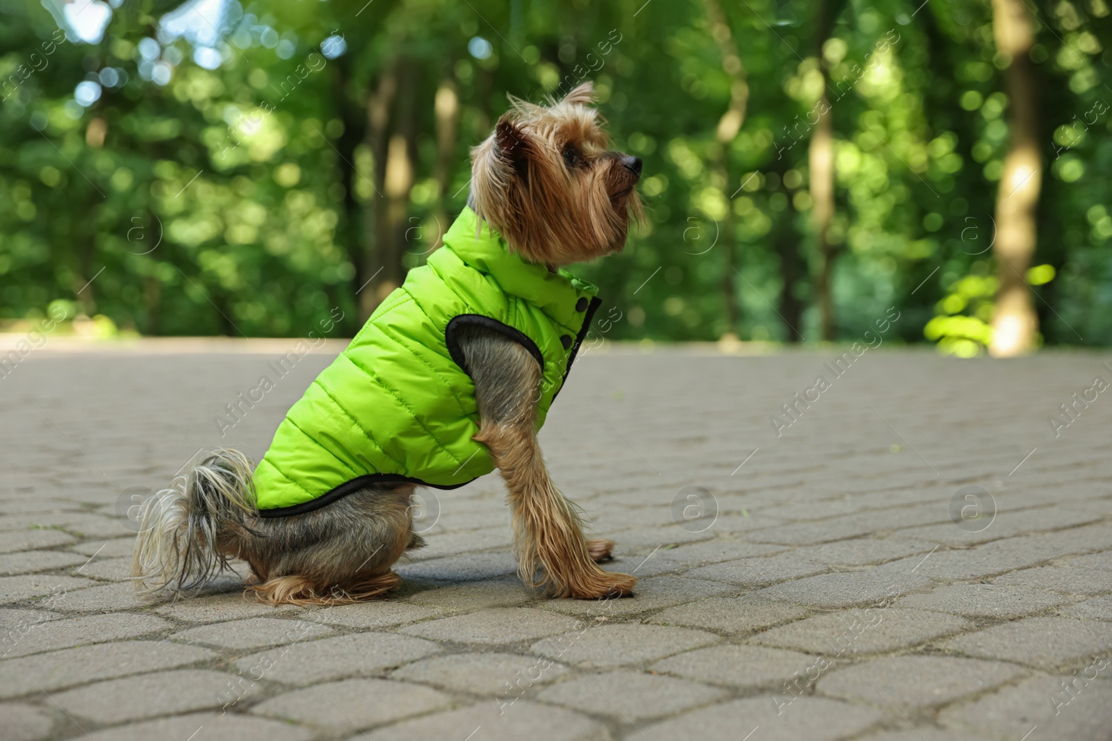 Photo of Cute Yorkshire terrier wearing stylish pet clothes in park