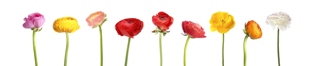 Image of Set with beautiful spring ranunculus flowers on white background. Banner design