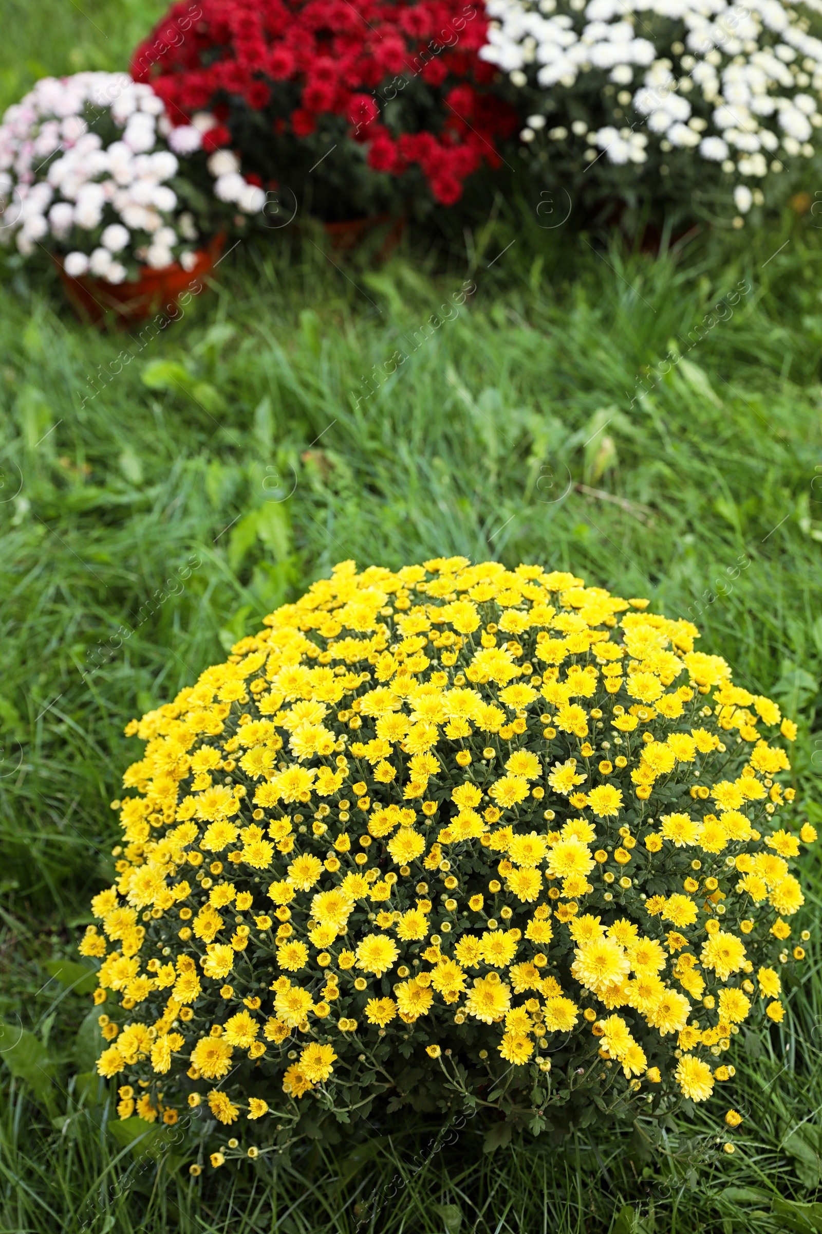 Photo of Beautiful blooming Chrysanthemum bushes outdoors. Autumn flowers