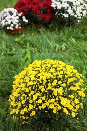 Beautiful blooming Chrysanthemum bushes outdoors. Autumn flowers