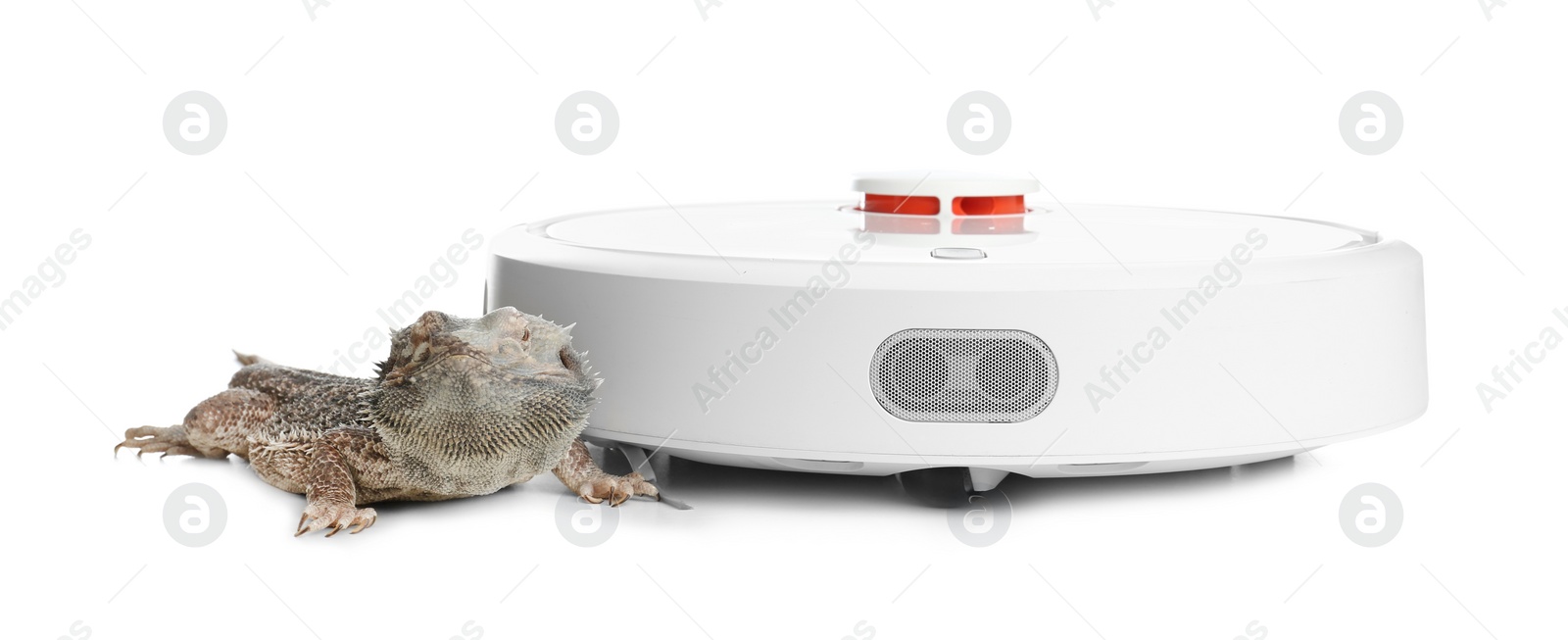 Photo of Robotic vacuum cleaner and bearded dragon lizard on white background