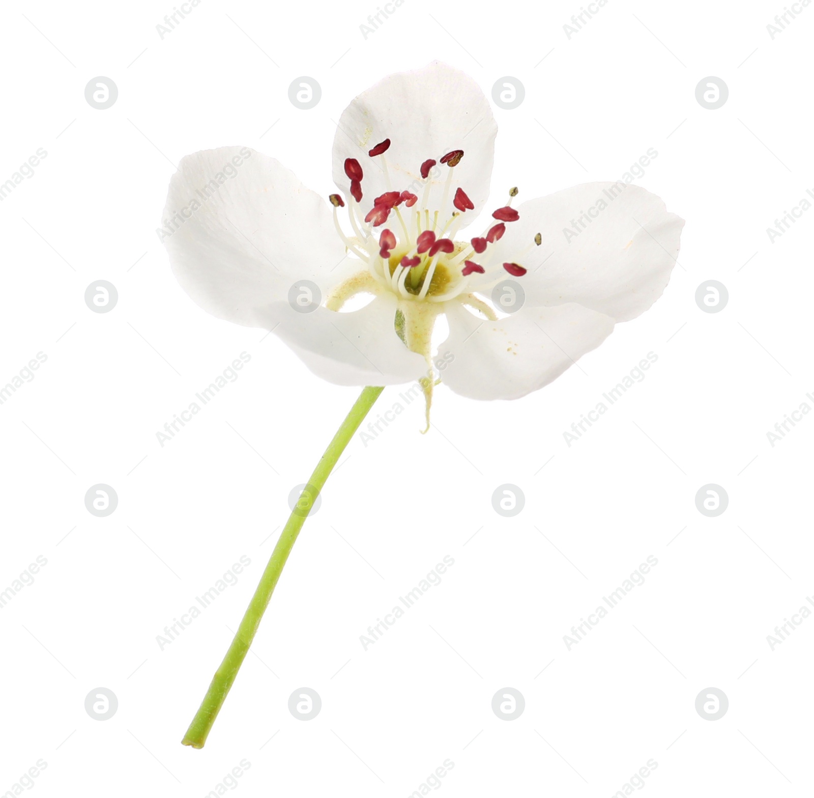 Photo of Beautiful flower of blossoming pear tree on white background