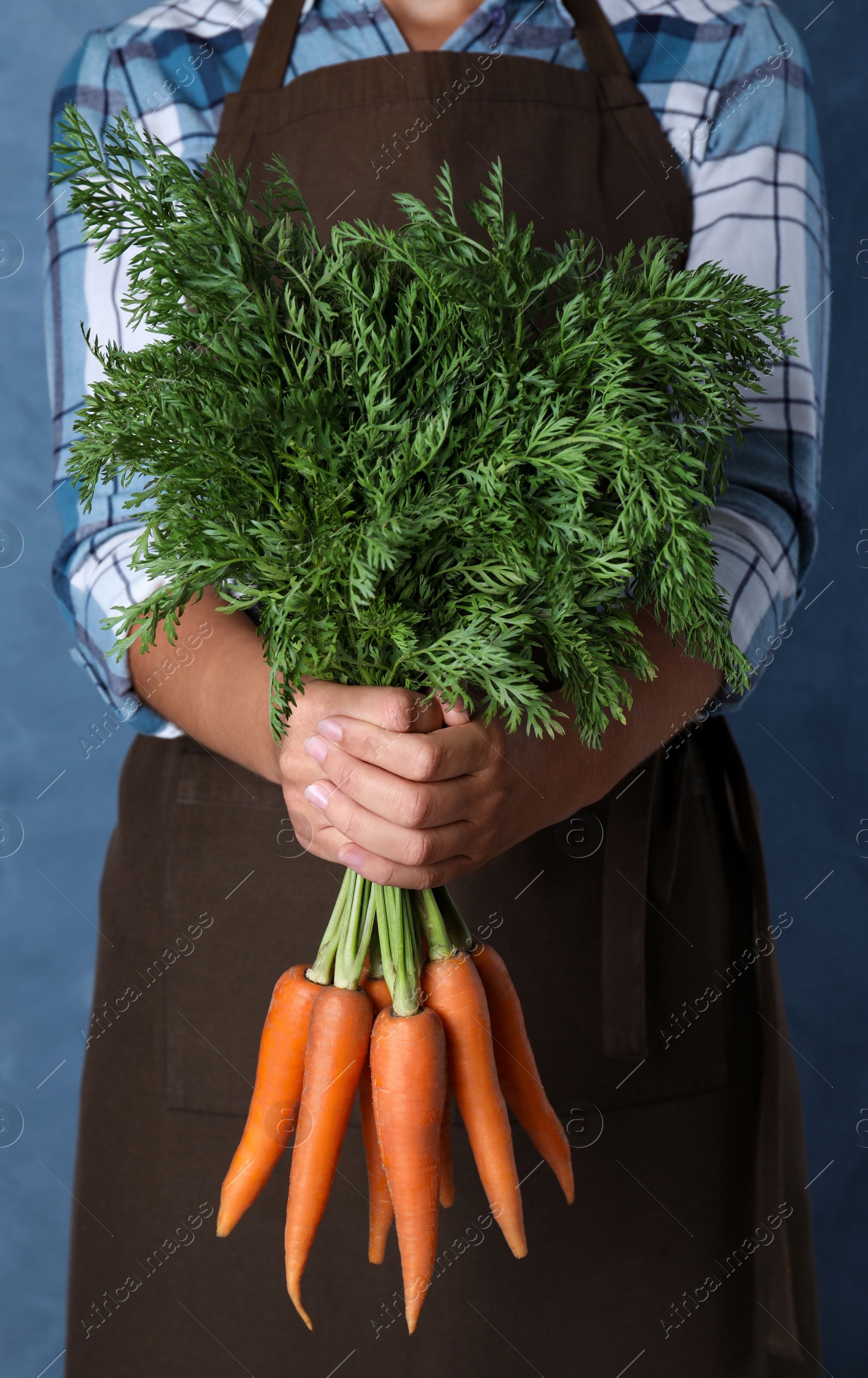 Photo of Woman holding ripe carrots on blue background, closeup