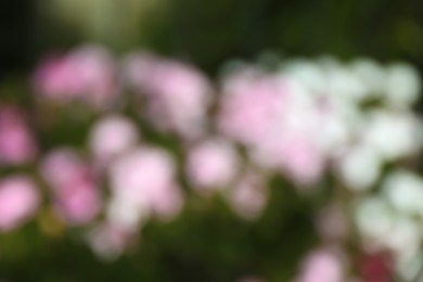 Blurred view of beautiful colorful flowers growing outdoors