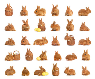 Image of Collage with adorable fluffy Easter bunnies on white background