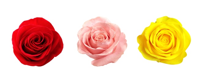 Image of Set of different roses on white background. Banner design 