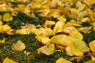 Fallen yellow autumn leaves on green grass