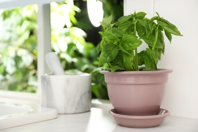 Fresh green basil in pot on countertop in kitchen. Space for text