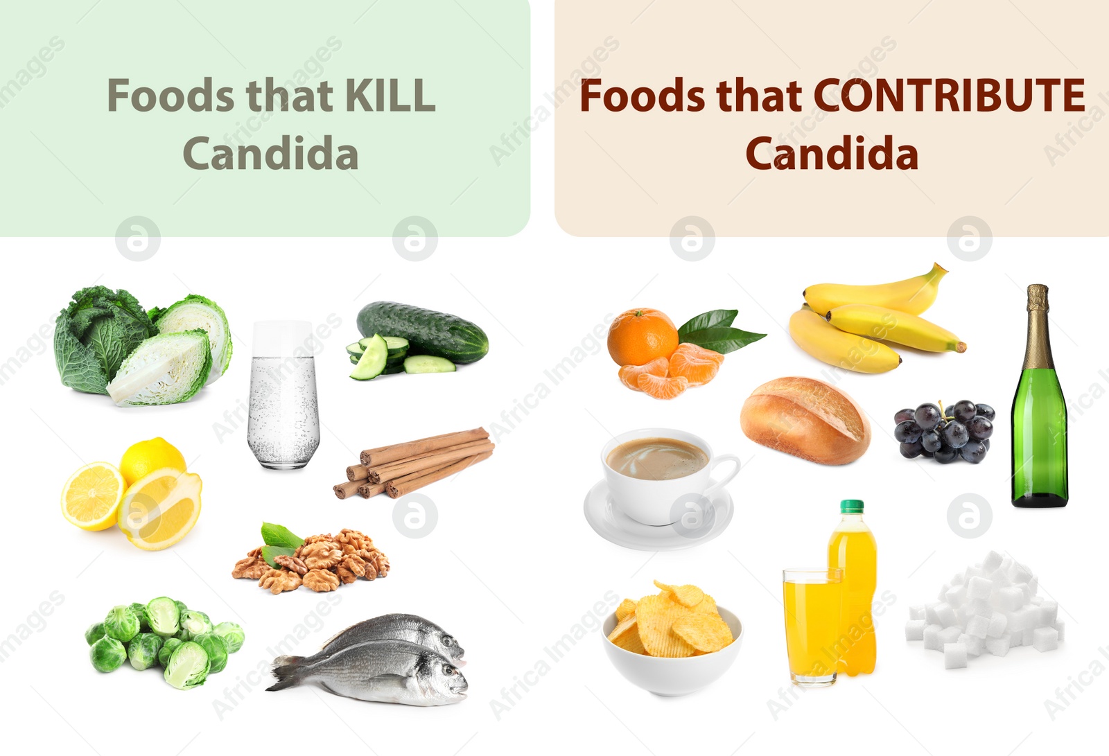 Image of List of foods that kill and contribute Candida on white background