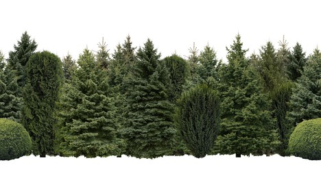 Image of Many different coniferous trees on white background