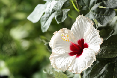 Beautiful tropical hibiscus flower outdoors. Space for text