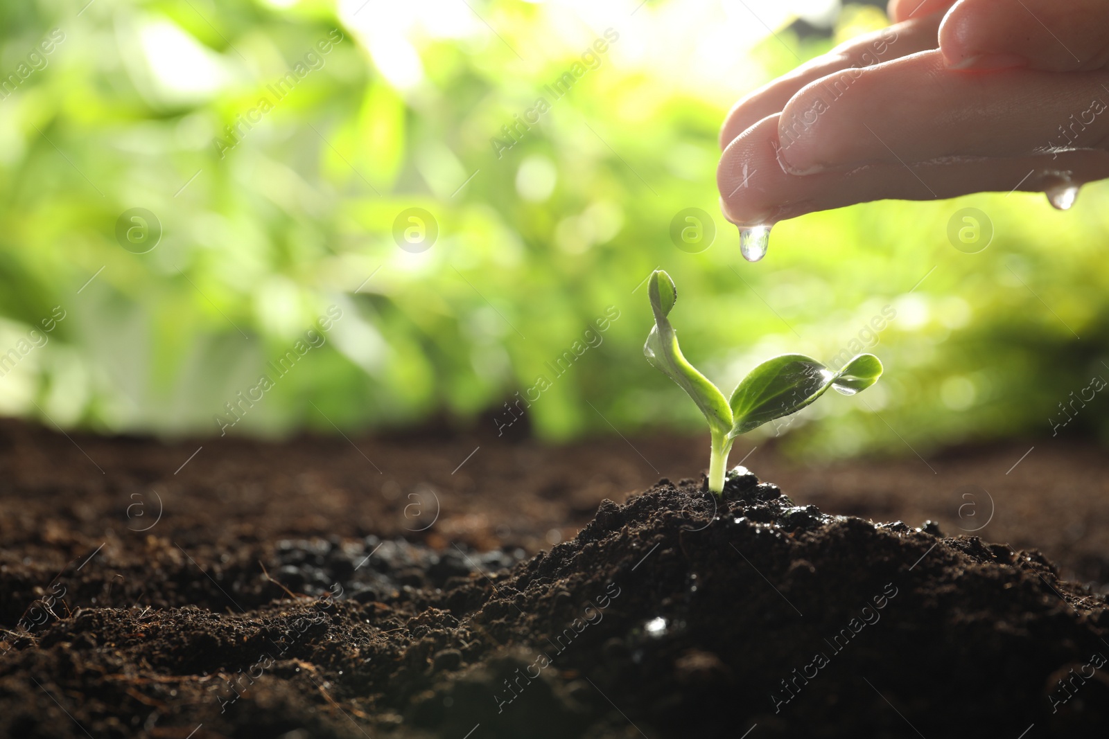 Photo of Woman watering young vegetable seedling outdoors, closeup. Space for text